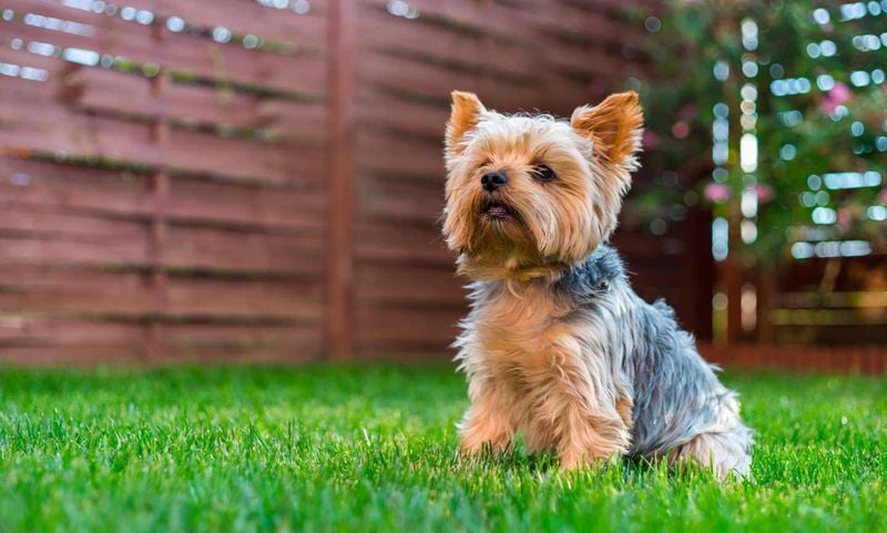 Yorkshire Terrier
