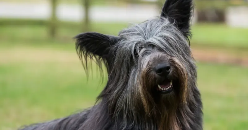 Skye Terrier