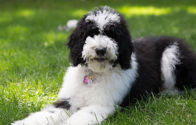 Why Sheepadoodles Are So Popular