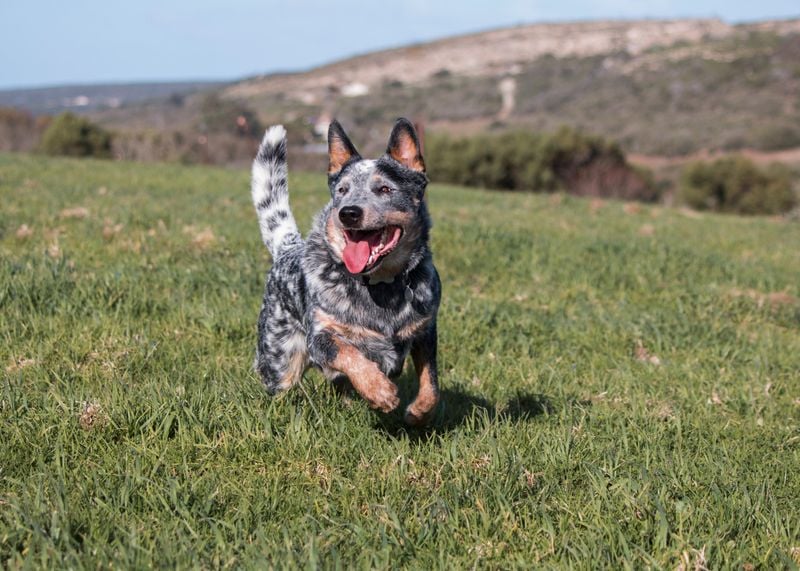 Australian Cattle Dog: The Unstoppable Outback Survivor