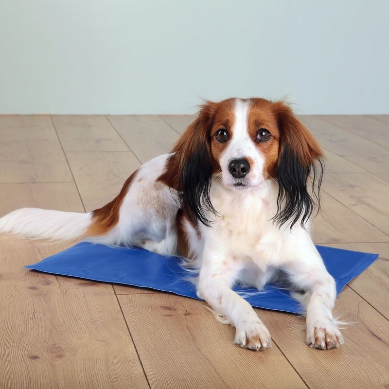 Cavalier King Charles Spaniels Face Hidden Heat Risks