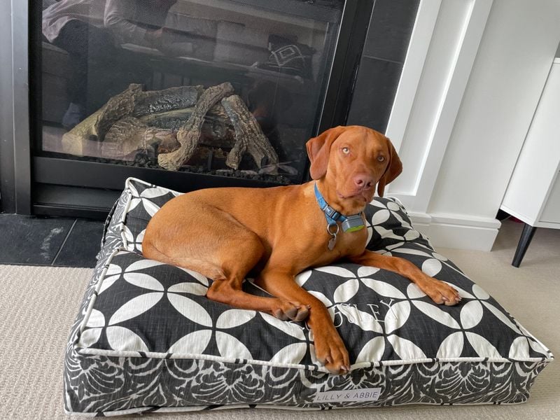 Vizsla: The Dramatic Velvet Shadow