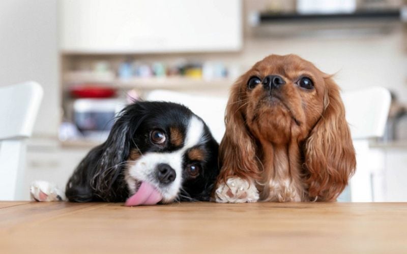 Better Behavior Through Social Learning