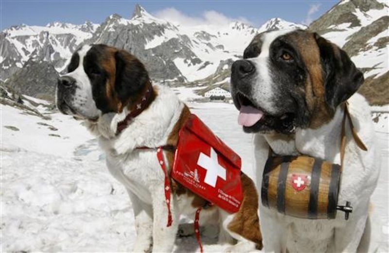 Saint Bernard