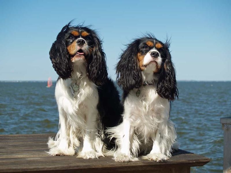 Cavalier King Charles Spaniel