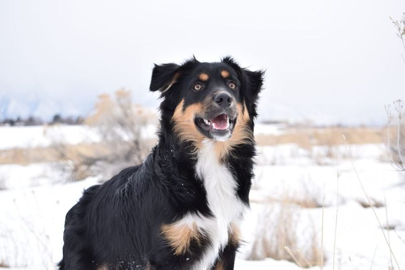 Aussie Collie: The Intuitive Mind-Reader