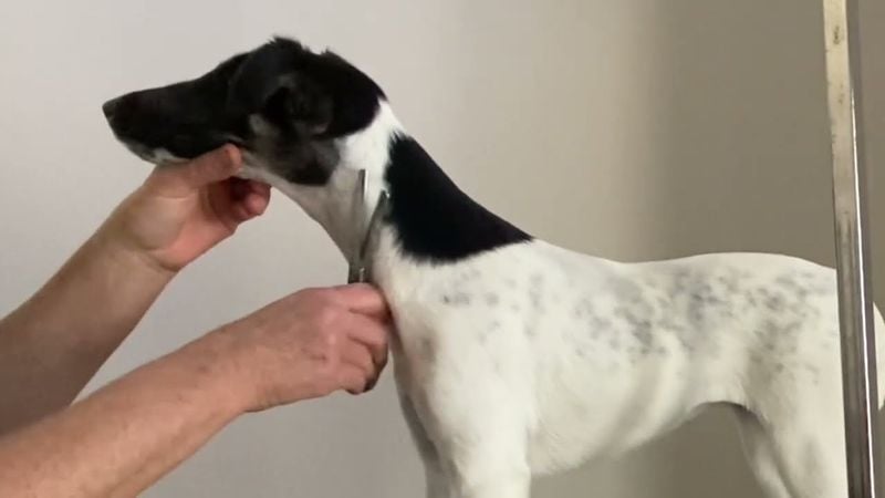Grooming and Coat Care