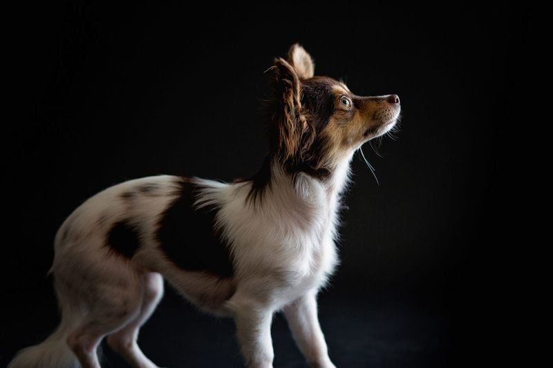 Other Pets Acting Strangely