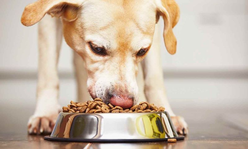 Poor Nutrition or Obesity