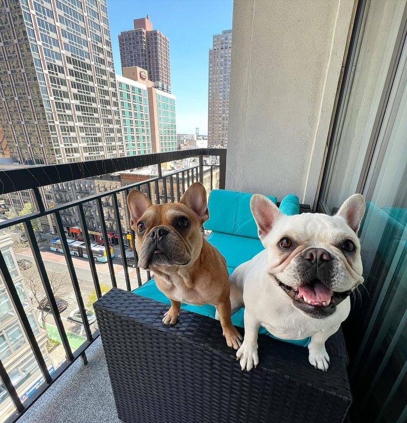 French Bulldog