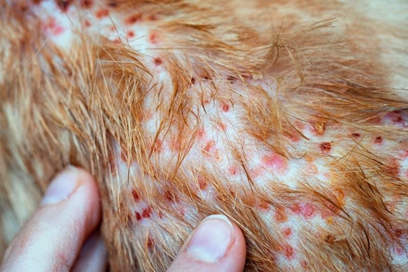 Skin Rashes
