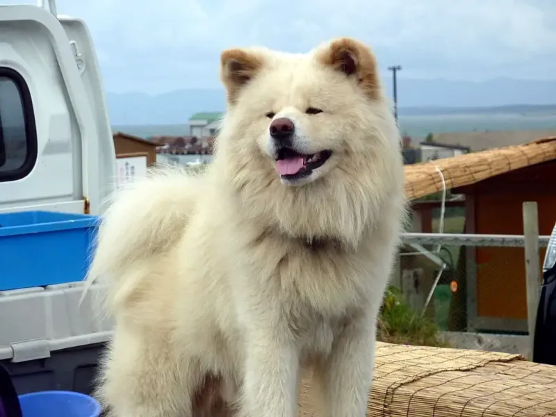 Akita Inu: Japan's Fearless Samurai Dog