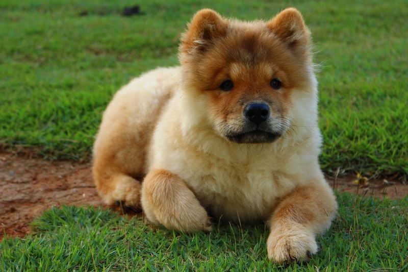 Chow Chow: Fluffy Dignified Companions
