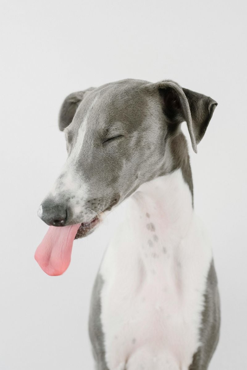 Excessive Licking or Chewing