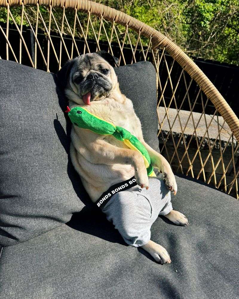 Pug