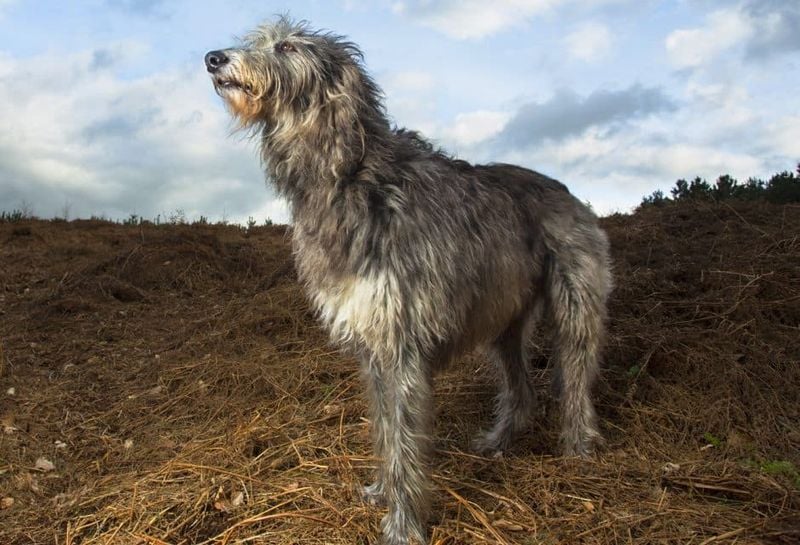 Scottish Deerhound: The Silent Hunter