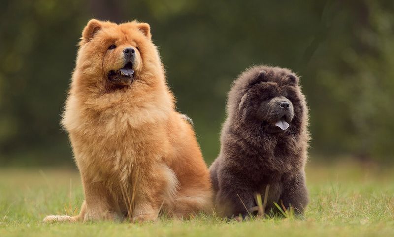 Chow Chow: The Fluffy Fortress of Solitude