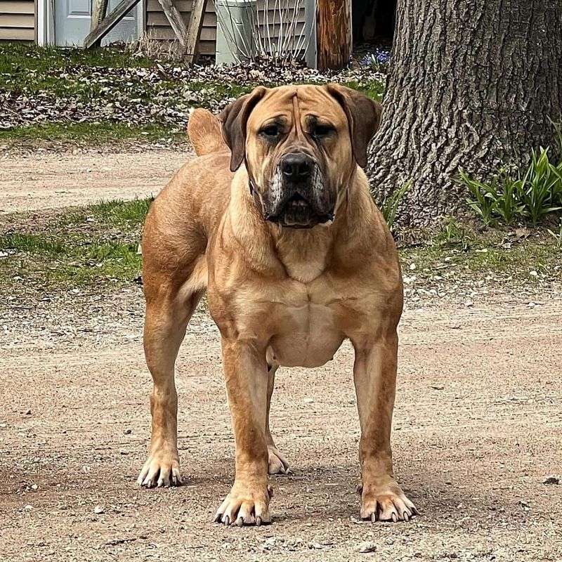 Boerboel