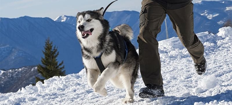 Alaskan Malamute: Working Dogs Needing Endless Exercise