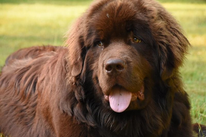 Newfoundland: Water-Loving Giants With Messy Tendencies