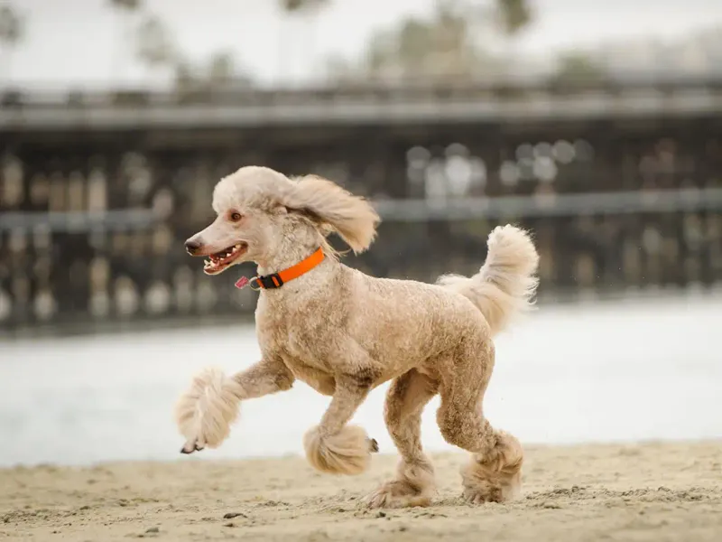 Standard Poodle