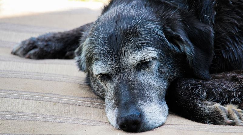 Older Dogs Sleep All the Time Because They’re Lazy