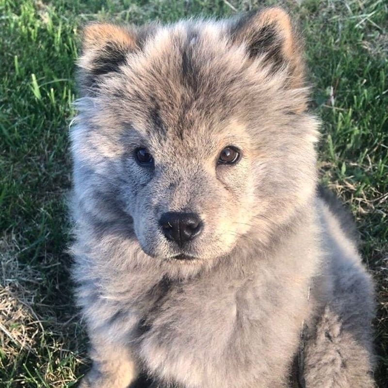 Wolf–Chow Chow Mix