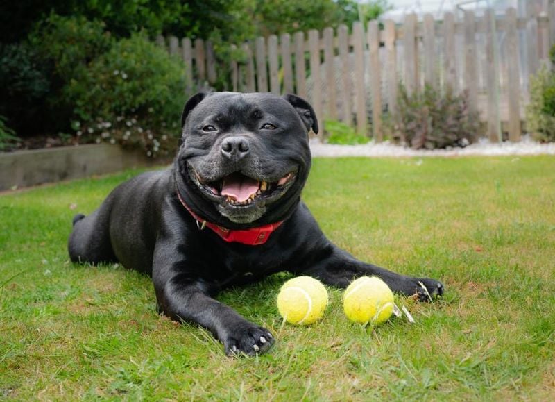 Staffordshire Bull Terrier: The Smiling Companion