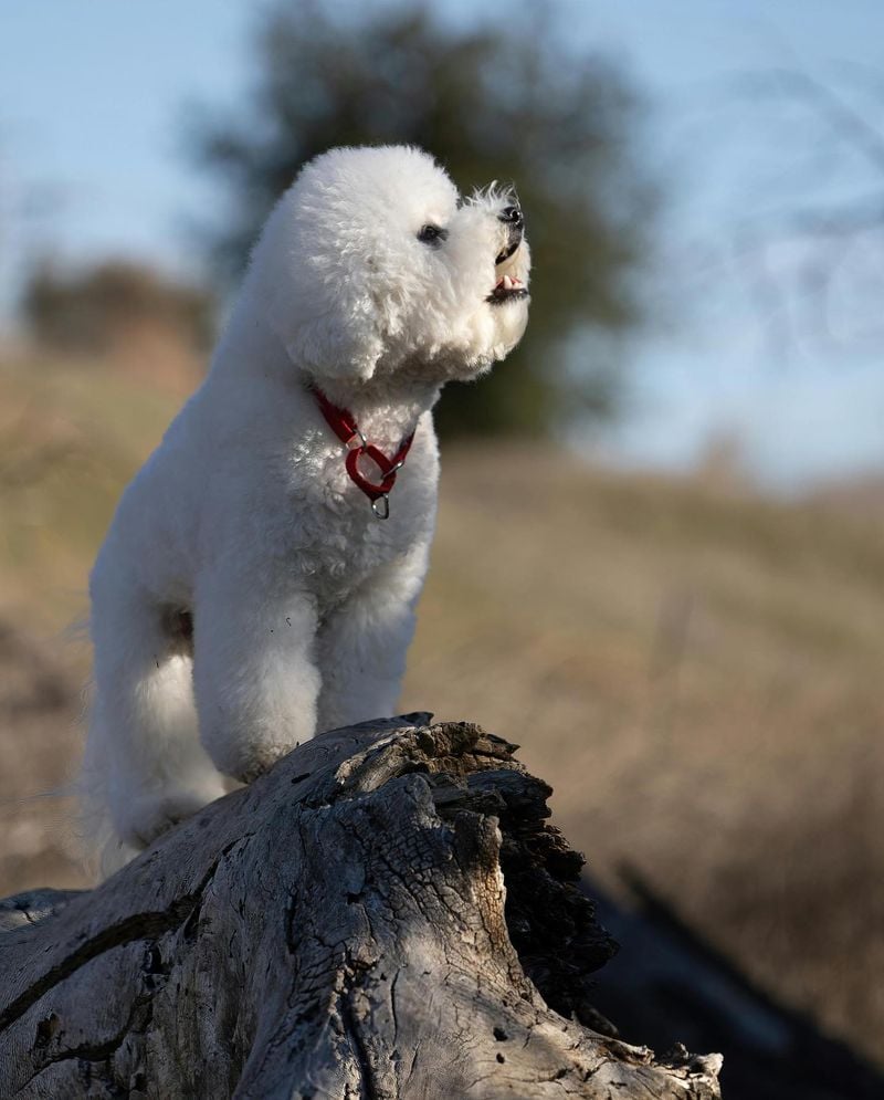 Bichon Frise