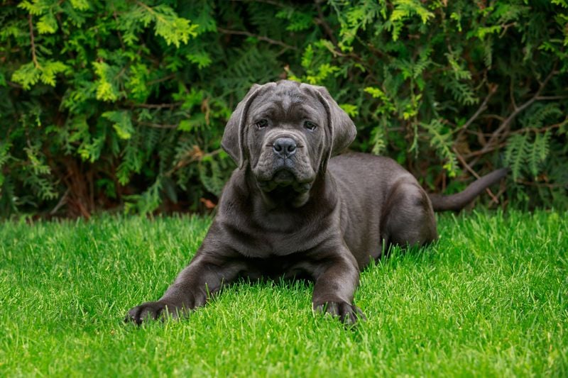 Cane Corso: Italian Guardians with Truncated Timelines