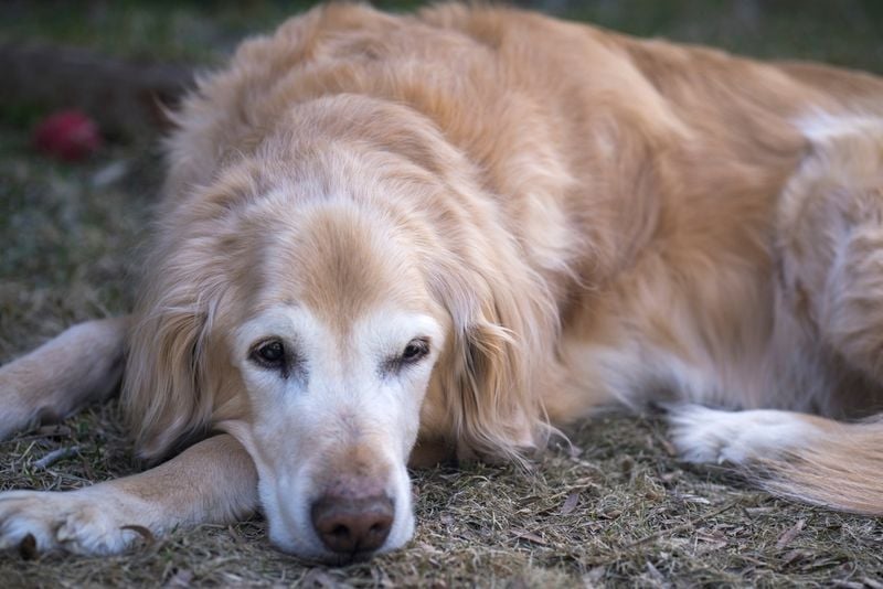 Fur Loses Luster