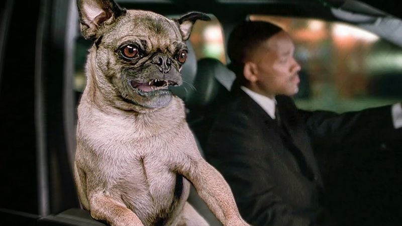 Frank the Pug – Men in Black series