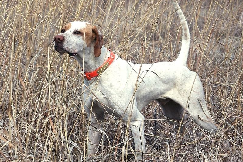 English Pointer (England)