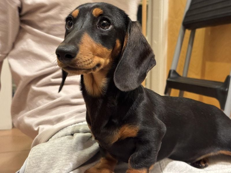 Dachshund: The Tunneling Protestor