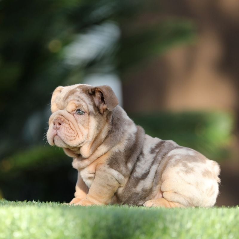 Bulldogs: Wrinkled Cuddle Machines