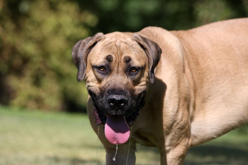 Mastiff