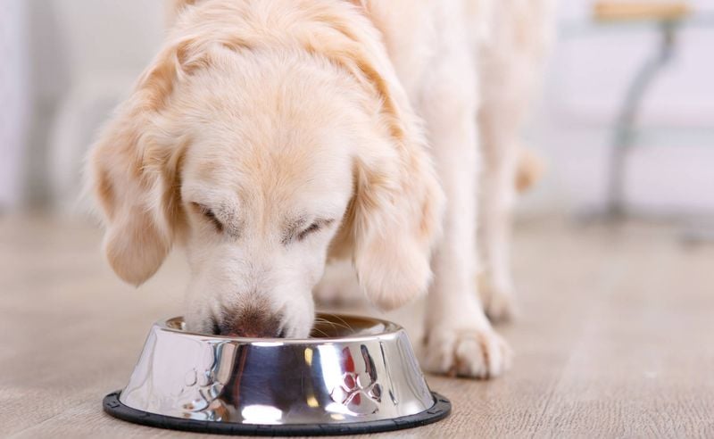 Enthusiastic Mealtime Behavior