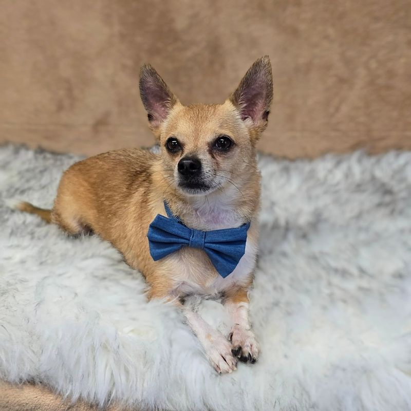 Chihuahua
