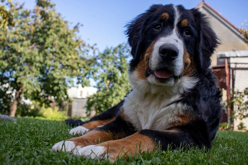 Bernese Mountain Dog: Tri-Colored Treasures with Fleeting Time