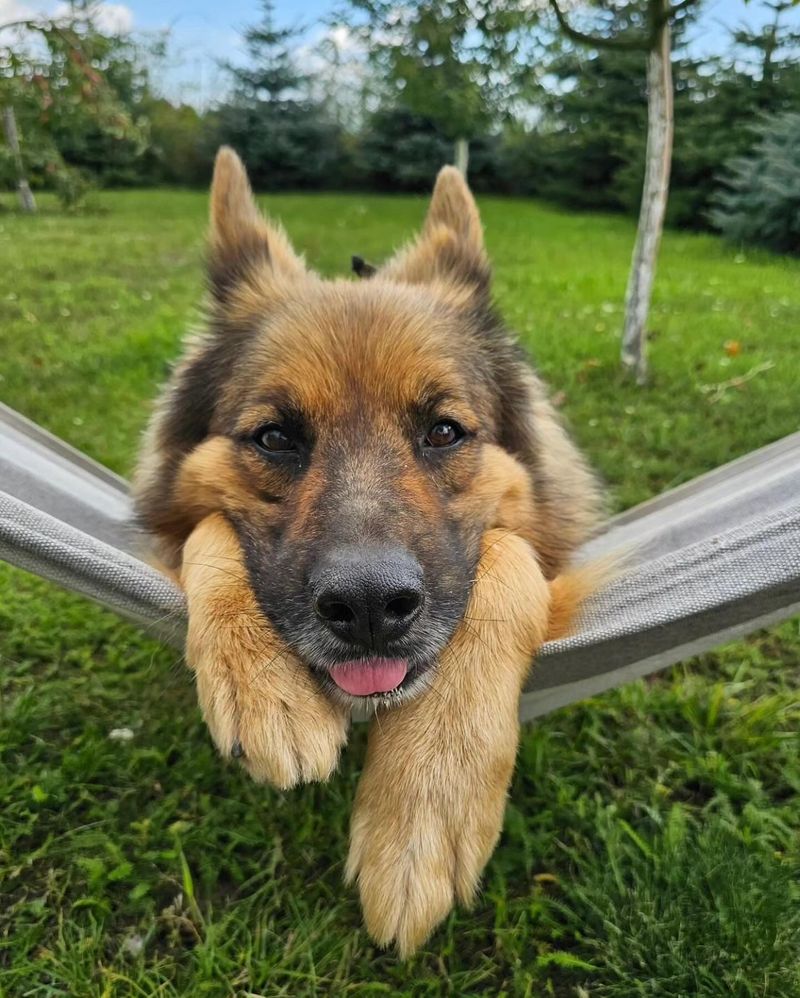 German Shepherd: The Working-Class Hero