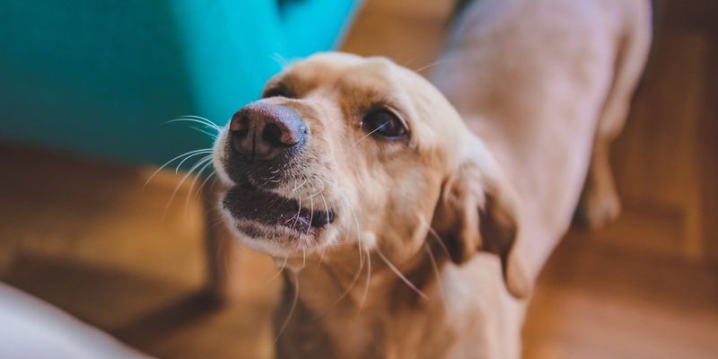 Balanced Barking Communicates Needs