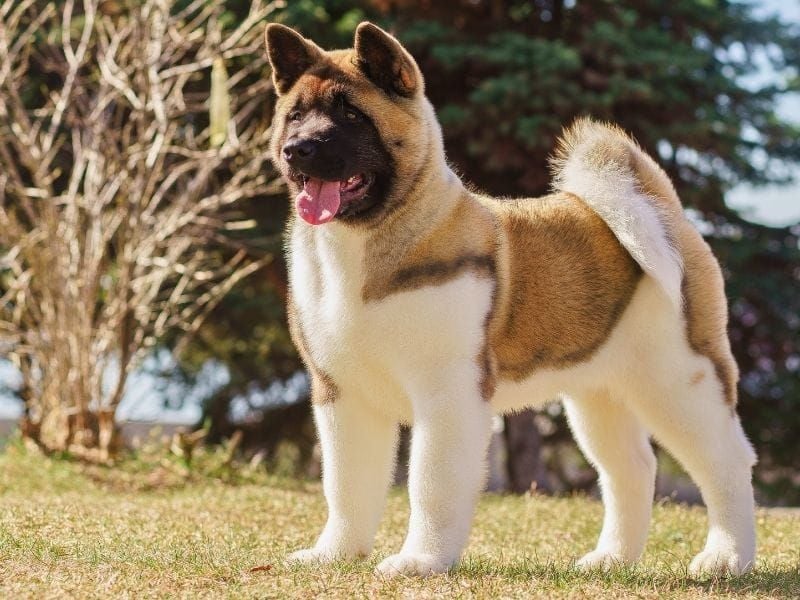 Akita