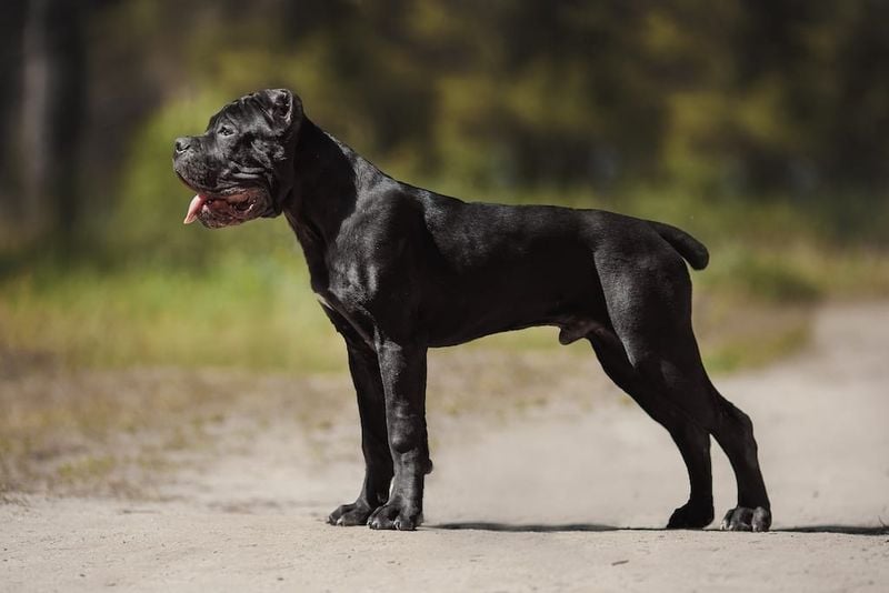 Cane Corso: The Powerful Protector