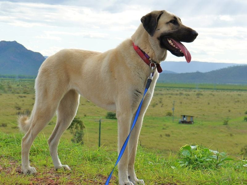 Anatolian Shepherd: Turkey's Silent Protector