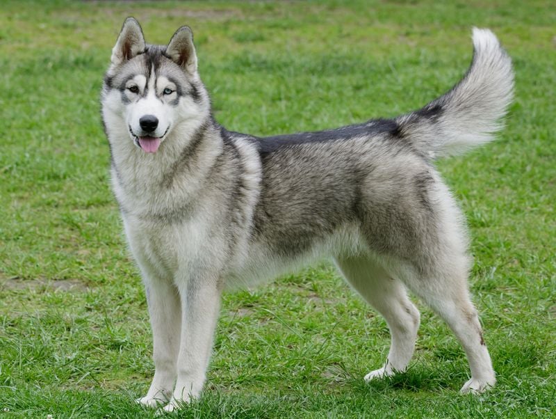 Siberian Husky: The Vocal Escape Artist