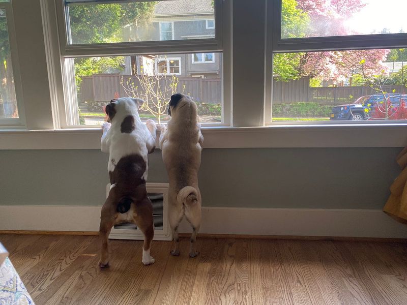 Window Views