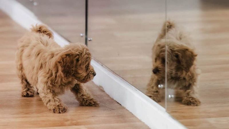 Mirror Test Mysteries