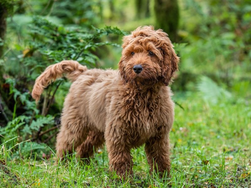 Cockapoo – Cocker Spaniel × Poodle