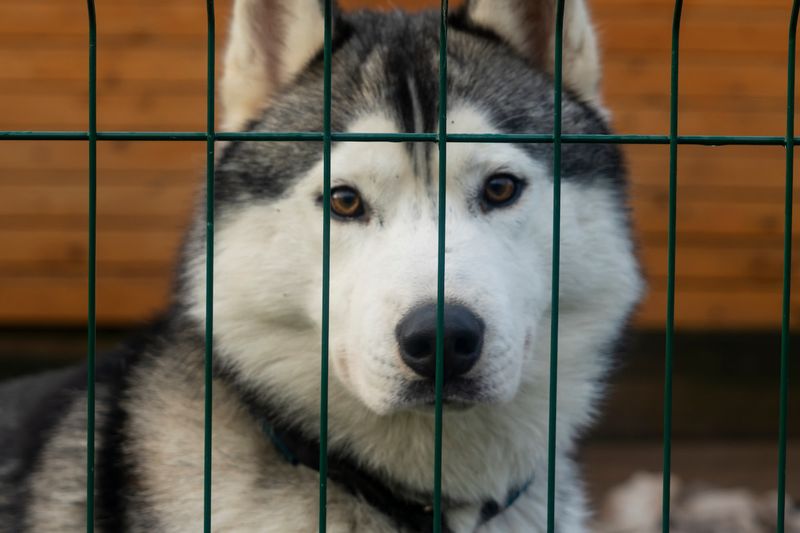 Siberian Husky