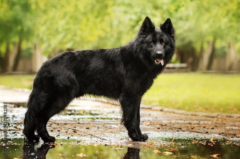 Black German Shepherd